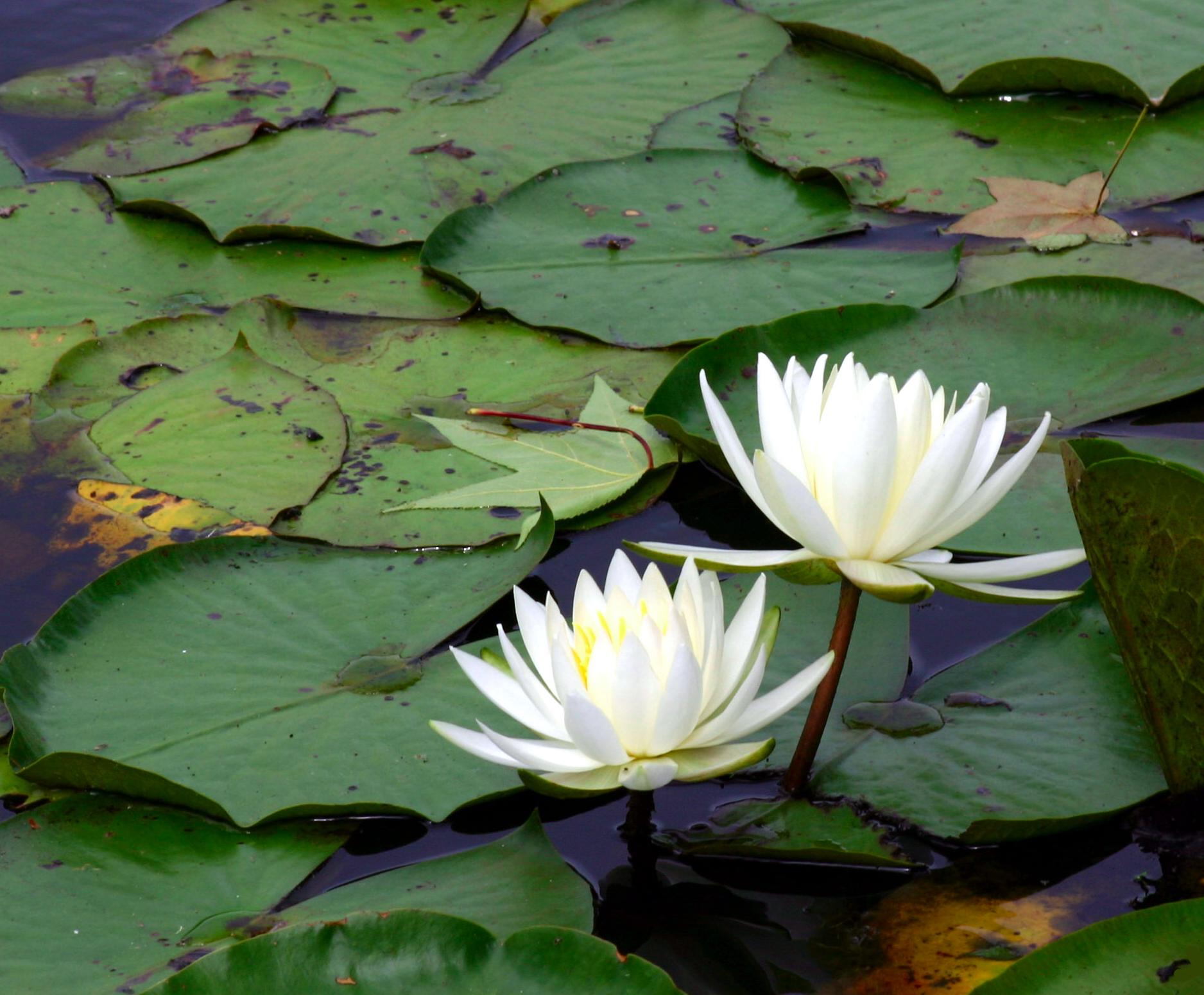 waterlily
